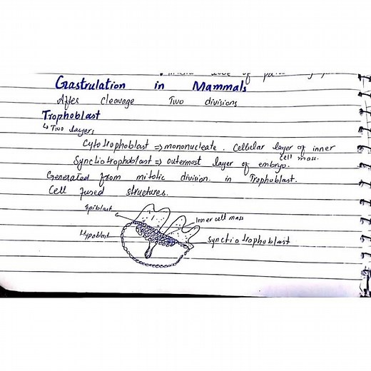 Gastrulation in mammals /Developmental biology /Lecture no 10
