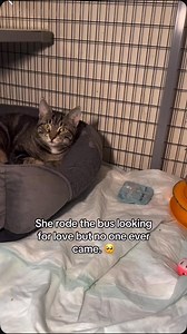 51K views · 4K reactions | Imagine being so lonely that a public bus...