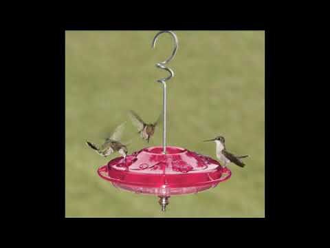 How Fast Do Hummingbirds Flap Their Wings?