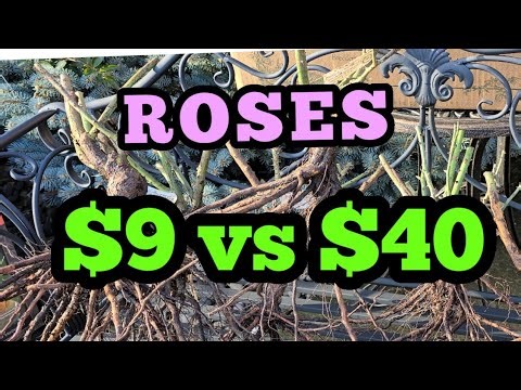 David Austin vs Costco: Premium vs Budget Roses