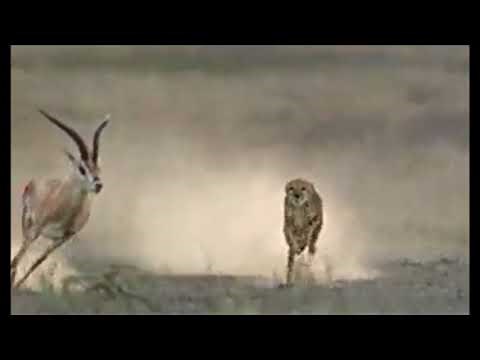 How a Cheetah Uses its Tail for Balance During a Chase