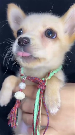 Cutest Ever! Whiny Puppy Sounds Compilation #shorts #asmr