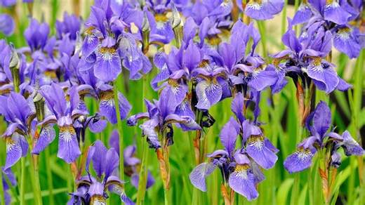 10 Mistakes To Avoid When Growing An Iris Garden