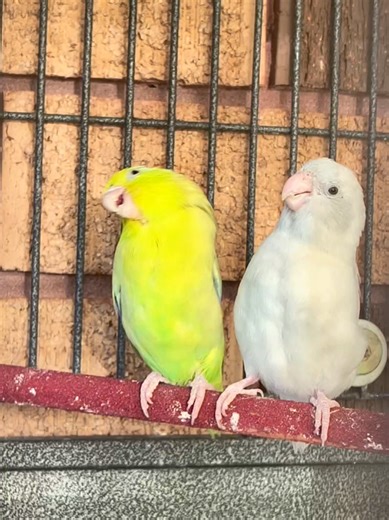 Pickle #birdfood #lovebirds #parrotlet #cutepet #funnyanimals