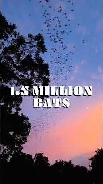 1.5 Million Bats Take Flight Every Night in Austin