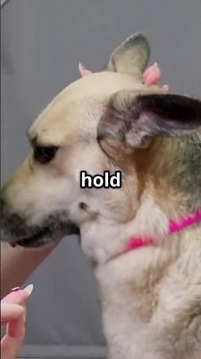 Dog Ear Cleaning 101: Easy Tips!