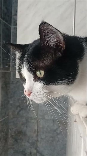 любопытный кот My Cat