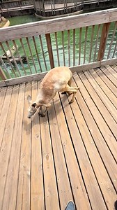 I don't think I've ever seen an old kangaroo 🦘🤩 | LADbible Australia