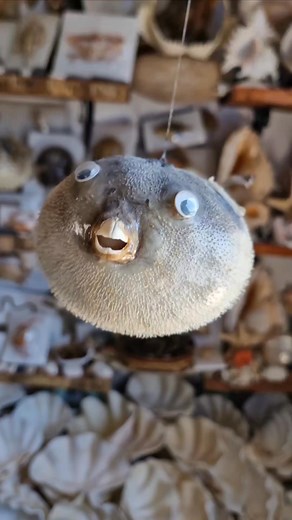 Taxidermy. Fish! 🐡 #parisshellshop #elounda #holidays #seashells #color #shells #decoration #decor #collection #collectibles #taxidermy #unique #curiosities | Paris Shells Shop