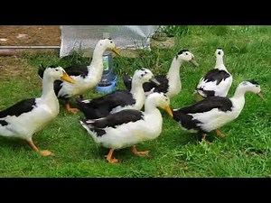 Quacking and Foraging: The Magpie Duck Chronicles