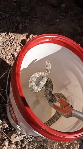 Rattlesnake with Crazy Camo