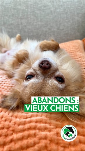 Donnons une seconde chance aux vieux chiens abandonnés 🥹 Il est temps de briser les préjugés et de sensibiliser sur leur situation ! Trop souvent, ces fidèles compagnons finissent leurs jours dans des refuges, faute d'adoptants prêts à leur offrir un foyer aimant. 💔 Pourtant, derrière leurs moustaches grisonnantes se cachent d'innombrables avantages qui méritent d'être pris en considération. Voici pourquoi adopter un vieux chien : → 👼 Les vieux chiens ont dépassé l'étape turbulente de la jeun