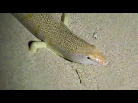 Night activity of a desert sandfish - skink