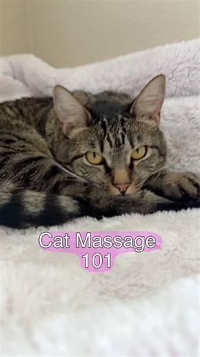 How To Massage You cat Step by step 🐱 #fyp #catshorts #cat #catmassage #cutecat #funnycats #gatos