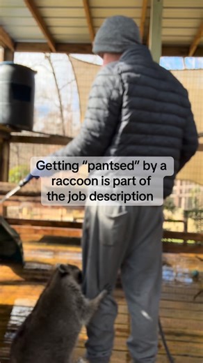 The most mischievous, curious, handsy, 🦝 in the south, PIPPIN! How can you not see a raccoon and immediately fall in love with them?!? | Goat Daddy's Farm