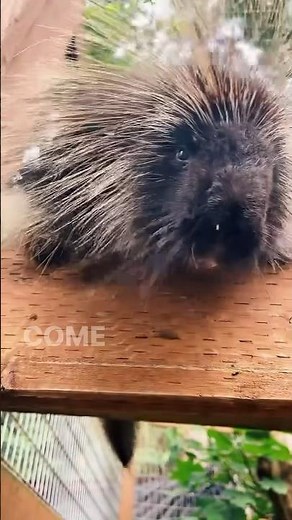 What sound does a porcupine make?