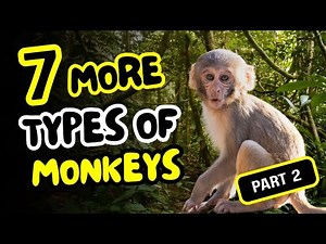 7 more types of monkeys (part 2 of 2)