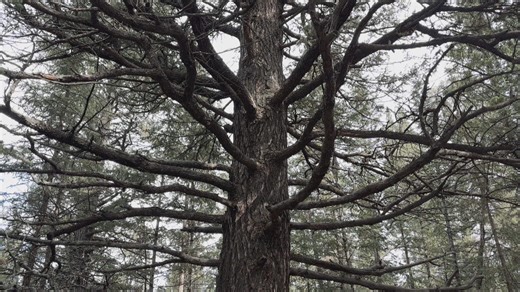 Can wild winter weather impact trees?