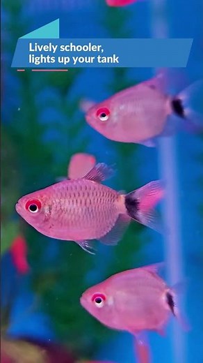 Balloon Red Lamp Eye Tetra 🎈
