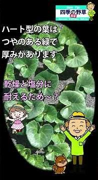 四季の野草 散策 27 浜昼顔ハマヒルガオ#植物#野草#自然散策#野の花