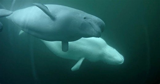 This Livestream Camera Will Capture the Annual Beluga Whale Migration