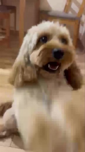 Nasza absolwentka cockapoo Flora wyrosła na bardzo mądrą psinkę 😍 | Hodowla Edżenti Cavapoo, Cockapoo, Maltipoo, Pudel