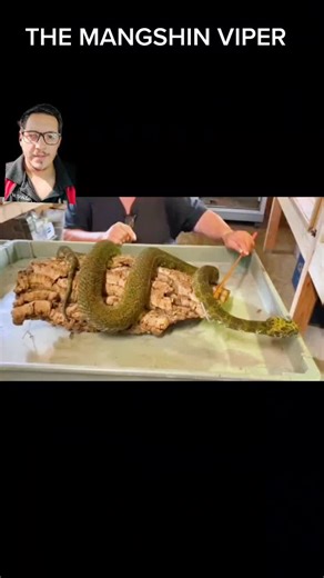 The Magnificent Mangshan Viper: A Venomous Beauty