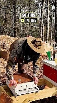 Installing a Pollen Trap on a Hive: A Step-by-Step Guide (ASMR)