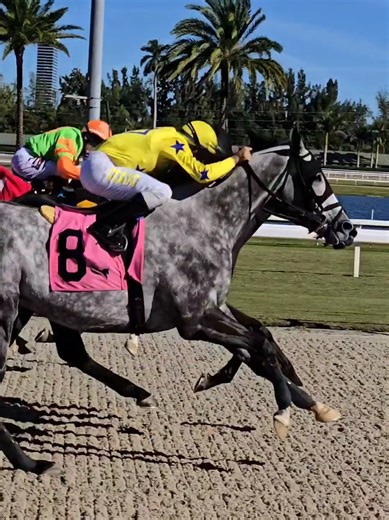 Live Racing Highlights from Gulfstream Park
