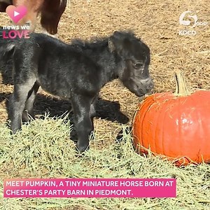 #NewsWeLove 😍🐴 HOW CUTE! An adorable miniature horse named "Pumpkin" was born this week at Chester's Party Barn in Piedmont! The owners said pumpkin is the smallest miniature horse ever born at their farm. https://bit.ly/3aiGLME | KOCO 5 News