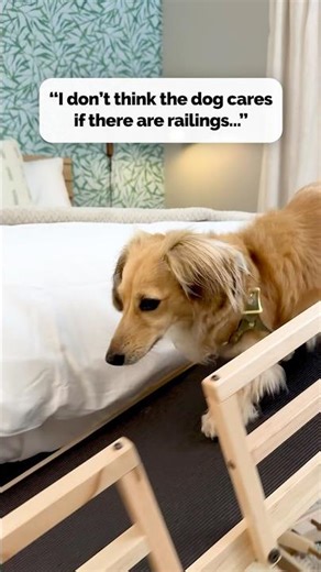 “I don't think the dog cares if there are railings..." - is something we sometimes hear! 🤨 #dogs