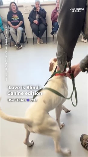 A Pennsylvania animal shelter hosted a dog adoption event inspired by viral AI videos that duped social media users. #usatodaypets | Knoxville News Sentinel