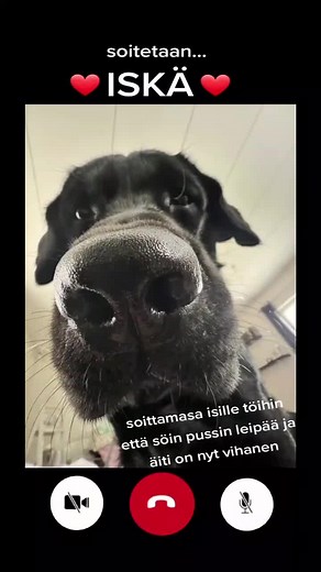 Saisko tätä mitenkään vieritettyä kissan syyksi? #labradorinnoutaja #labradorretriever #dogsoftiktok #koiravideo #pasi #petsoftiktok #foryou #fyp #haloo #facetimecall