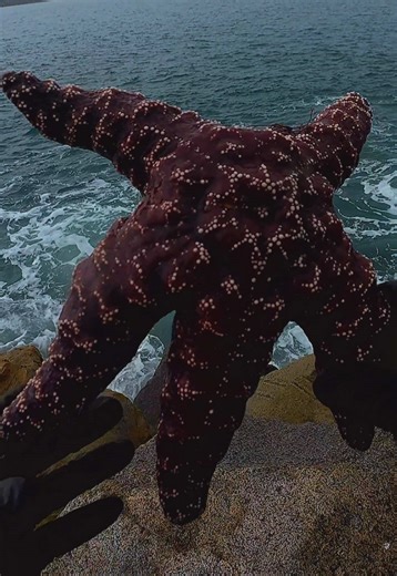 I guess this starfish is called Orche Star. They literally have a star ⭐️ design . Might not be a fish but it’s still awesome to hook one. Nature is cool. #fishing #fish #fishtok