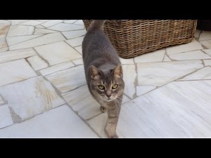 Ellen at Home with Her Cats
