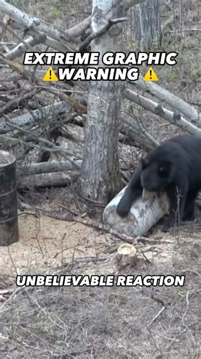 Josh Slager | SIMPLY WOW!! Tyler @onthebloodtrail HAMMERS a good one! Don’t say I didn’t warn you 😳#bear #hunt #hunting #blackbear #archery #archerylife... | Instagram