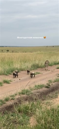 Гепард и 4 полуторамесячных котёнка 😻 Национальный парк Масаи-Мара #гепард #животные #кошка #вмиреживотных #Африка