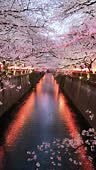 vertical video of Pink cherry blossoms overhang the Meguro River in...