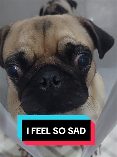 Feeling Sad? Discover the Adorable Impact of Pugs