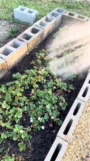 Strawberry And Pineberry Patch #offgrid #seeds #raisedbeds #soil #berry #fruit #gormet #exotic