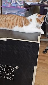 5.7K views · 3 comments | Look how to install a VEVOR jump box.⛹️‍♂️ • ♥️Double click if you like the video Share to your story ⚙️Get Featured: #VEVORDIY or @vevorofficial Extra 5% Off - CODE: VVFANS, limited-time offer! Link in bio ：Thank you @Whatsonsaletoday for the review #vevor #jumpbox #diyproject #training #trainingtips | VEVOR Home Improvement | Facebook