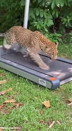 Run, Cheetah! The Fastest Animal in Action! #wildlife #animalshorts #animals