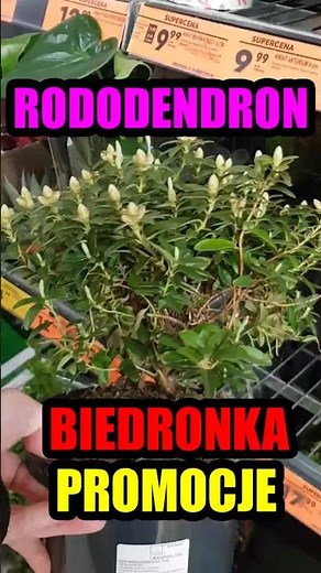 Rhododendron in ladybug plants blooming rhododendron cultivation #plants #garden #rhododendron