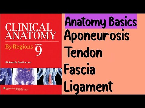 What are Aponeurosis, fascia, tendon and ligaments?