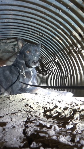 72K views · 4.5K reactions | If you'll make an end-of-year donation to @HopeForPawsCalifornia this holiday season, I promise NOT to call you in the middle of the night and tell you that we have to start a long drive to the desert and then ask you to crawl with me into a cave that could collapse at any moment.   The full CAVE PUPPIES video on our website: https://www.HopeForPaws.org | Hope For Paws | Facebook