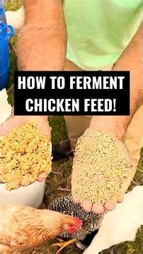 How we make our chickens’ fermented feed