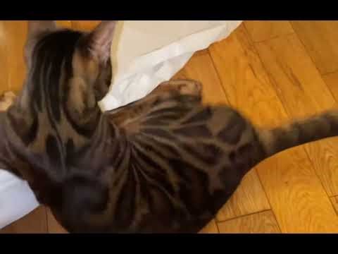 Bengal Cat Loves Paper Towel