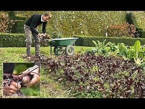 RÉCOLTE ET CONSERVATION HIVERNALE DES BETTERAVES ET DES CAROTTES DANS DU SABLE