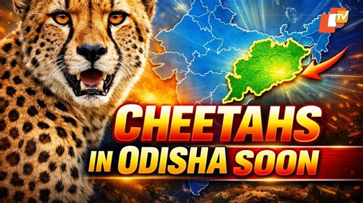 Odisha To Welcome Its First Ever Cheetahs At Nandankanan Zoological Park