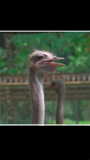 “The Ostrich – The Giant Bird That Can’t Fly but Runs Like the Wind!”